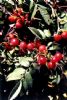 Rosa Davurica Extract